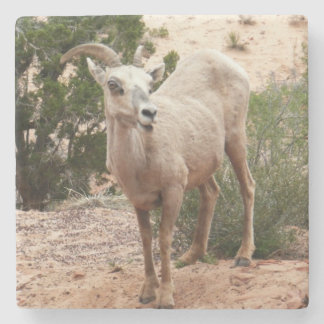 Posavasos De Piedra Graciosa oveja bighorn en el Parque Nacional de Zi