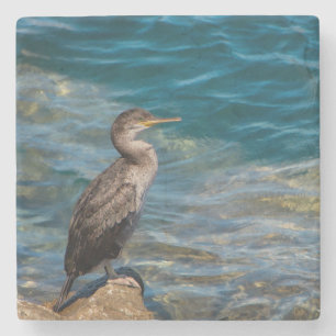 Posavasos De Piedra Gran Cormorán Sobre Las Rocas