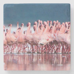 Posavasos De Piedra Gran grupo de flamencos menores