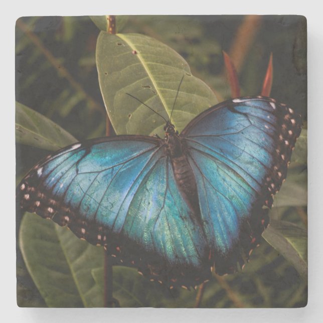 Posavasos De Piedra Grande, hermosa mariposa azul (Anverso)
