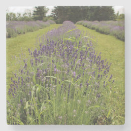 Posavasos De Piedra Granja de lavanda Seafoam