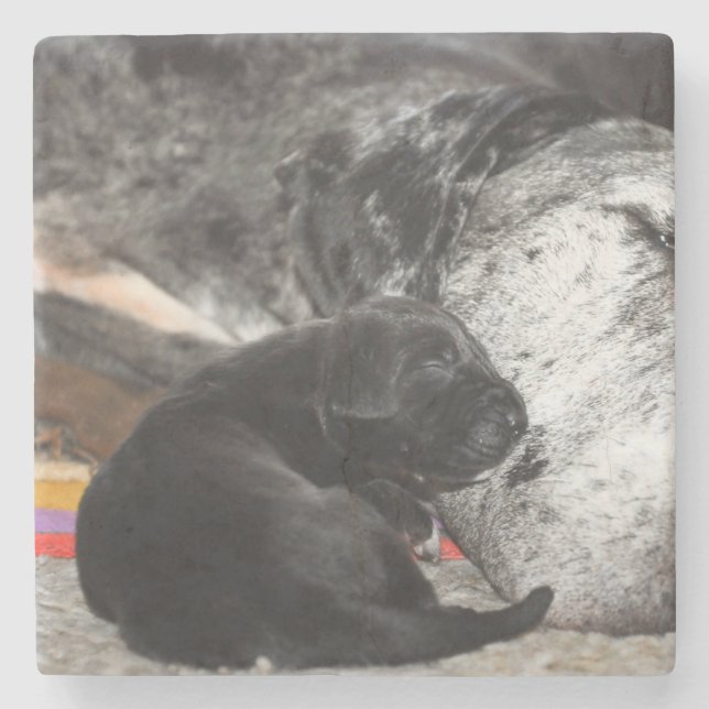 Posavasos De Piedra Great Dane Puppy Marble Coaster with square images (Anverso)
