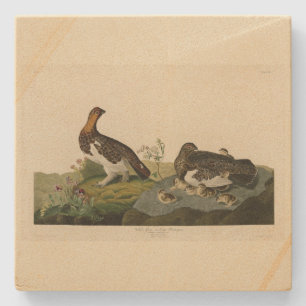 Posavasos De Piedra Gris salvaje (grupal) - Aves de América de Audubon
