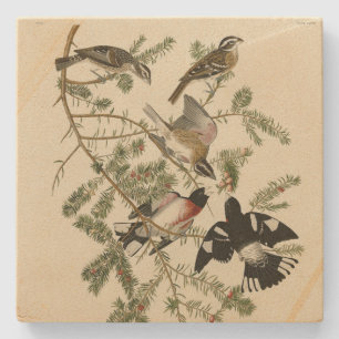Posavasos De Piedra Grosbeak con pecho Rosa, Aves de América de Audubo
