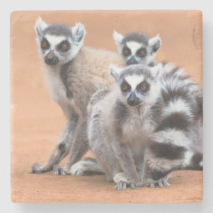 Posavasos De Piedra Grupo de Lemurs con Cuerdas