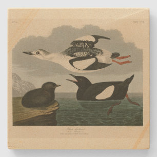 Posavasos De Piedra Guillemot negro de los pájaros de América de Audub