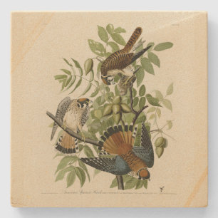 Posavasos De Piedra Halcón resplandeciente americano - Los pájaros de 