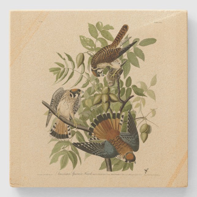 Posavasos De Piedra Halcón resplandeciente americano - Los pájaros de  (Anverso)