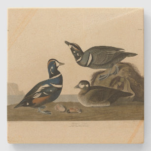 Posavasos De Piedra Harlequin Duck - de los pájaros estadounidenses de