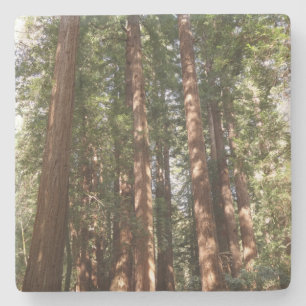 Posavasos De Piedra Hasta Redwoods II en el Monumento Nacional Muir Wo