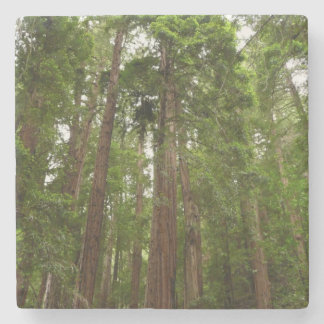 Posavasos De Piedra Hasta secuoyas en el Monumento Nacional Muir Woods