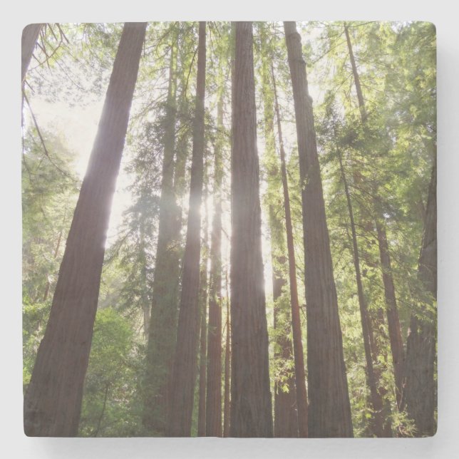 Posavasos De Piedra Hasta secuoyas por la mañana (Anverso)