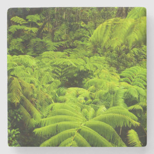 Posavasos De Piedra Hawái, Isla Grande, exuberante vegetación tropical