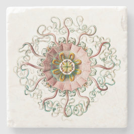 Posavasos De Piedra Helmet jellyfish