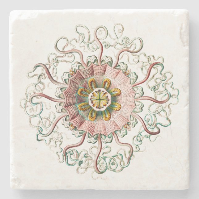 Posavasos De Piedra Helmet jellyfish (Anverso)