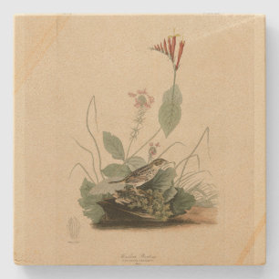 Posavasos De Piedra Henslow's Bunting (resplandor), Audubon Birds Amer