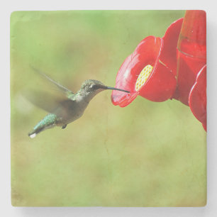 Posavasos De Piedra Hermosa alimentación de colibríes