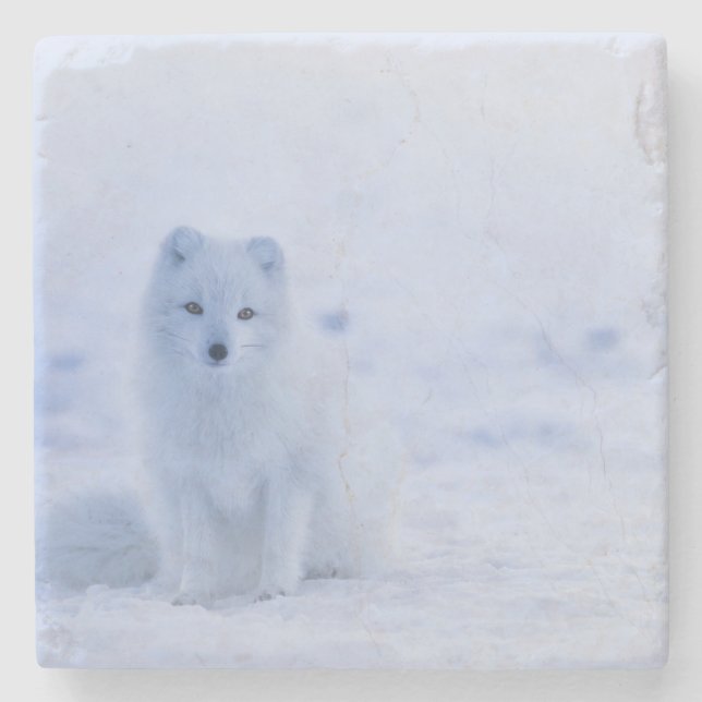 Posavasos De Piedra Hermosa Fox Ártica (Anverso)