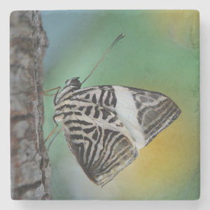 Posavasos De Piedra Hermosa mariposa cebra mosaica