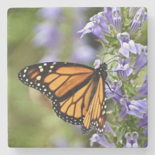 Posavasos De Piedra Hermosa Mariposa Monarca en una Flor Púrpura
