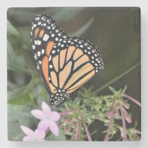 Posavasos De Piedra Hermosa Mariposa Monarca en una Flor Púrpura
