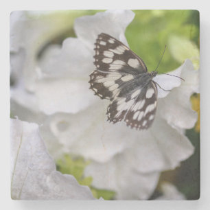 Posavasos De Piedra Hermosa Mariposa Negra y Blanca en una Flor