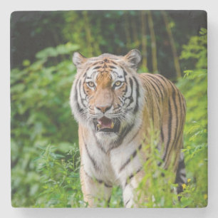 Posavasos De Piedra Hermosa montaña rusa de piedra de tigre