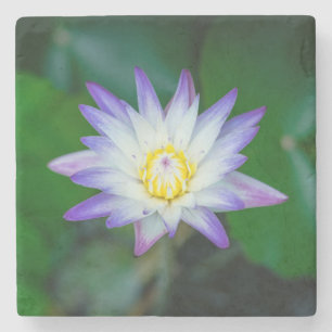 Posavasos De Piedra Hermosa morada y flor amarilla