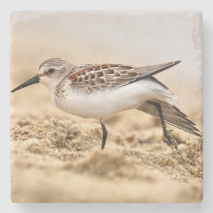 Posavasos De Piedra Hermosa pájaro Sandpiper en la arena