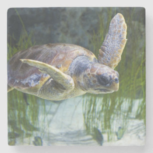 Posavasos De Piedra Hermosa Tortuga Marítima Nadando