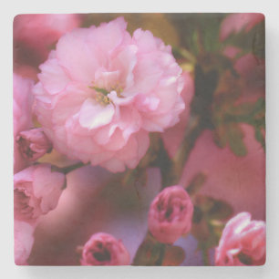 Posavasos De Piedra Hermosas flores de cerezo rosado de primavera