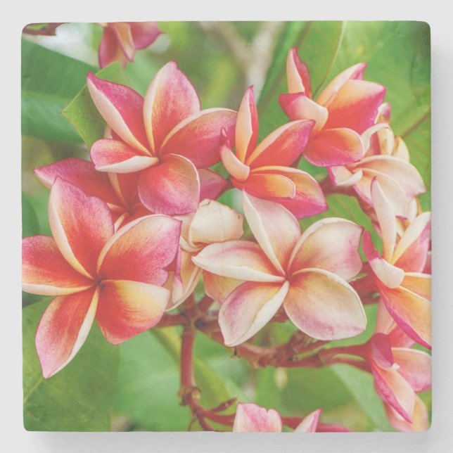 Posavasos De Piedra Hermosas flores de Plumeria (Anverso)