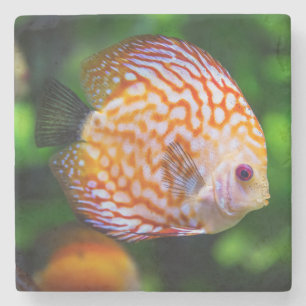 Posavasos De Piedra Hermoso acercamiento de un pez discus