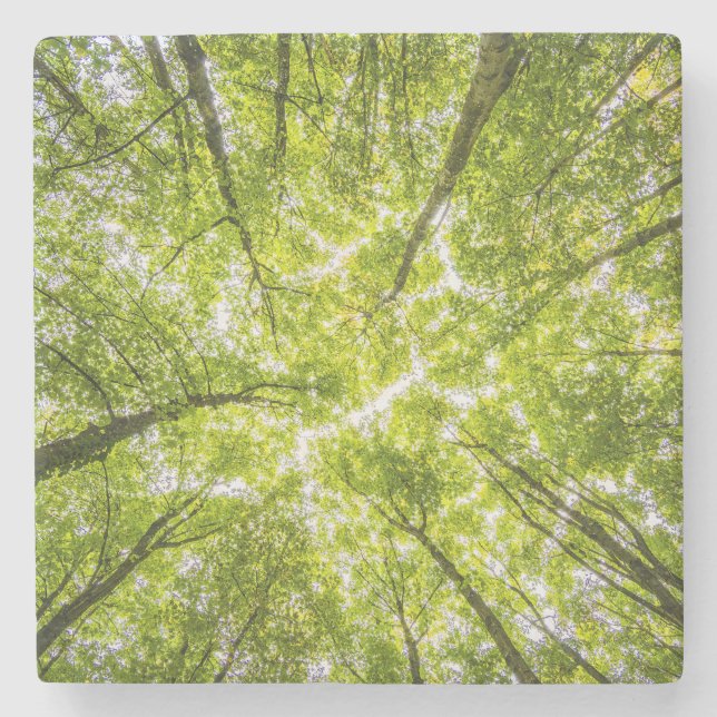 Posavasos De Piedra Hermoso bosque verde (Anverso)