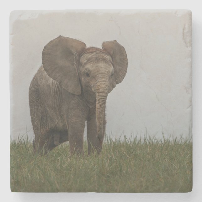 Posavasos De Piedra Hermoso elefante de Bush africano (Anverso)