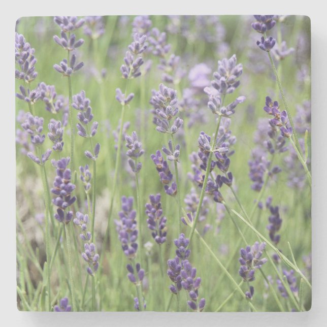 Posavasos De Piedra Hermoso Lavanda (Anverso)