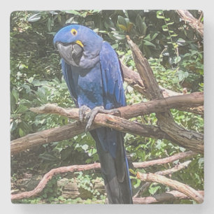 Posavasos De Piedra Hermoso Loro Azul Brillante
