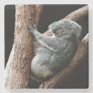 Posavasos De Piedra Hermoso oso Koala en un árbol