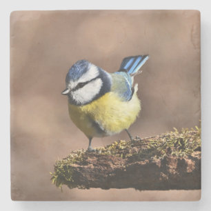 Posavasos De Piedra Hermoso pájaro tit azul y amarillo en una rama