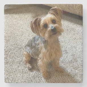 Posavasos De Piedra Hermoso perro Westie / Yorkie para derretir tu cor