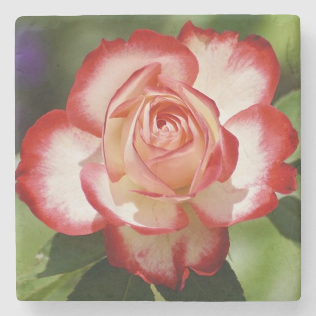 Posavasos De Piedra Hermoso Rosa rojo y blanco (Anverso)