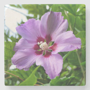 Posavasos De Piedra Hibiscus