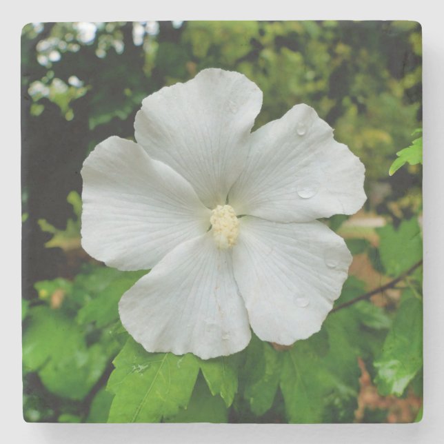 Posavasos De Piedra Hibiscus (Anverso)