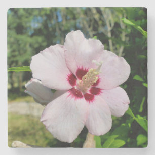 Posavasos De Piedra Hibiscus