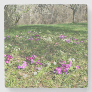 Posavasos De Piedra Hinchera de la primavera
