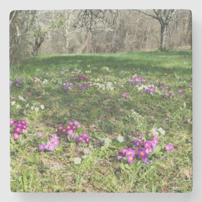 Posavasos De Piedra Hinchera de la primavera (Anverso)