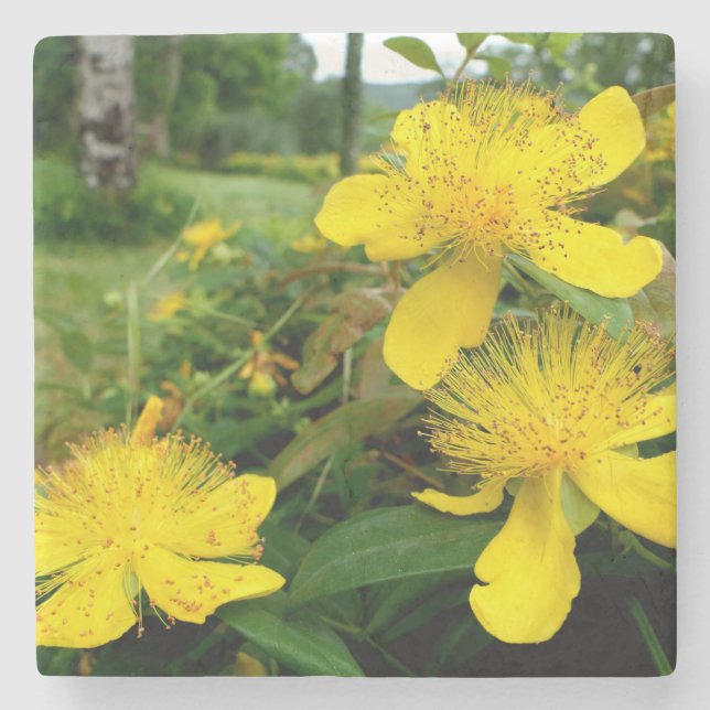 Posavasos De Piedra Hipericum calycinum (Anverso)