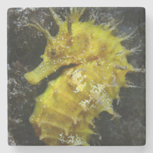 Posavasos De Piedra Hipocampo amarillo Guttulatus del Seahorse el  