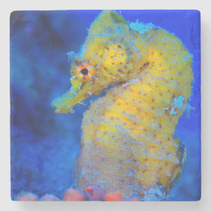Posavasos De Piedra Hipocampo brillante del Seahorse el  