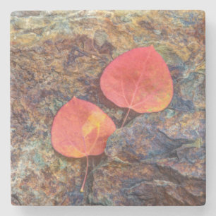 Posavasos De Piedra Hoja de otoño en roca, California